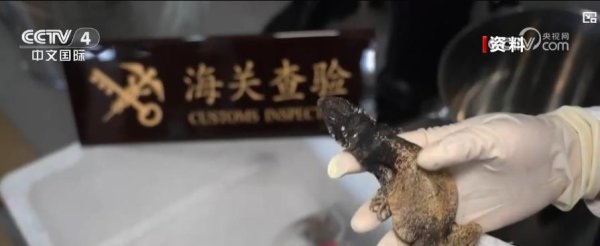 创盈在线 暑期出境旅游需注意：这些“纪念品”千万别带回国！
